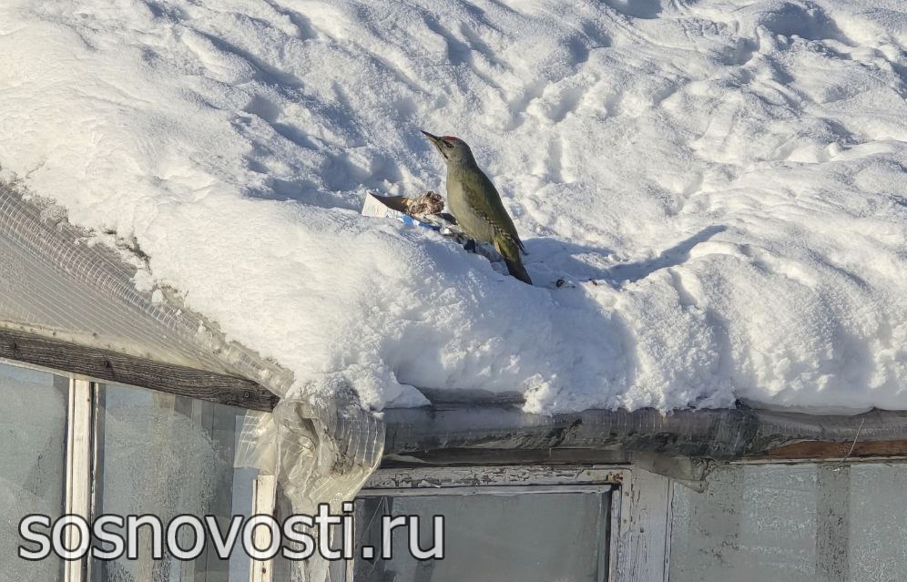 В Челябинской области к выходным станет теплее