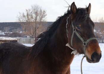 Участник СВО рассказал, чего он ждёт от символа года
