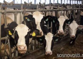 Новый старт, новый сезон: как аграрии работали в праздники