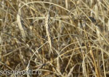 Сосновские аграрии увеличили объемы продукции на треть