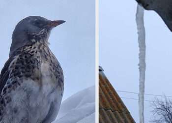 Рано плакать о зиме: народные приметы на «Кирилла-весноуказчика» и «Ярилин день»