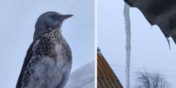 Рано плакать о зиме: народные приметы на «Кирилла-весноуказчика» и «Ярилин день»