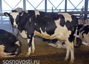 В России появился коровошеринг