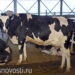 В России появился коровошеринг