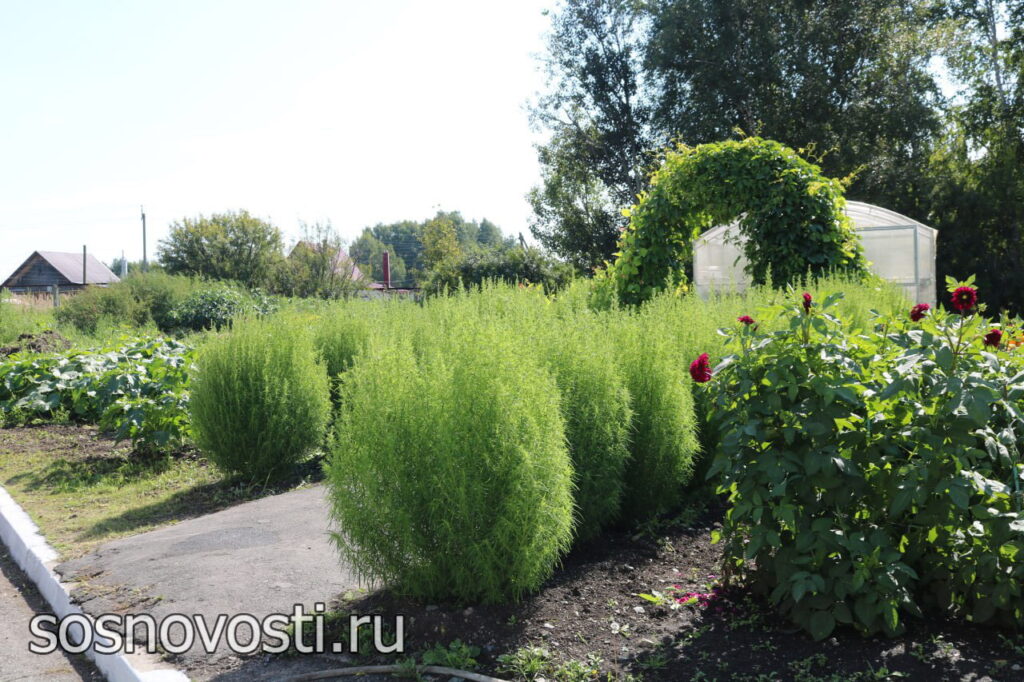 К полю и теплице агроклассы Теченской школы добавят розы и орхидеи