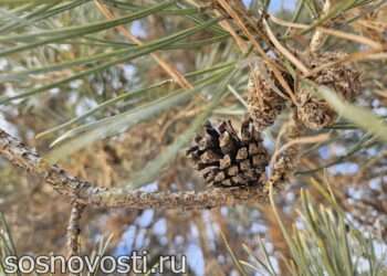 Зима с весной встречаются: приметы на Сретение Господне