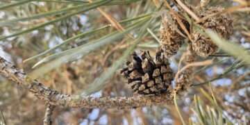 Зима с весной встречаются: приметы на Сретение Господне