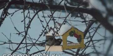 Жителей Челябинской области ожидает неделя «уютной зимы»