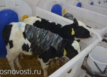 Как зимуют буренки: о надоях, телятах и кормах