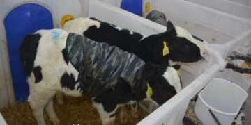 Как зимуют буренки: о надоях, телятах и кормах