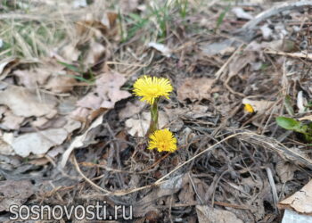 Сани прочь, телегу снаряжай: приметы на конец марта