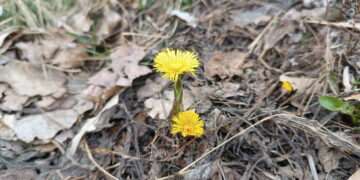 Сани прочь, телегу снаряжай: приметы на конец марта