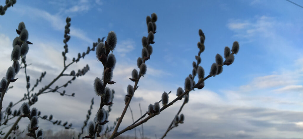 В Челябинской области погода без сюрпризов