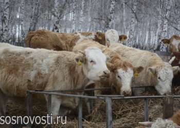 В Челябинской области появятся новые гранты для фермеров