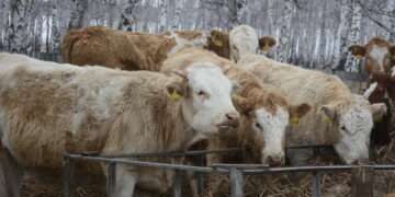 В Челябинской области появятся новые гранты для фермеров