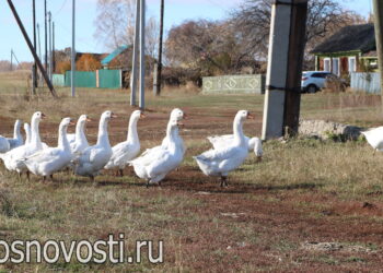 Бывало всякое