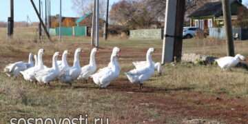 Бывало всякое