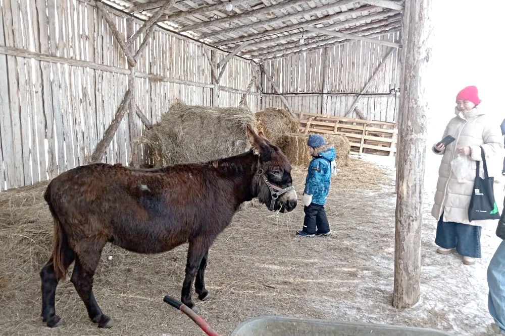 Интересный объект агротуризма открылся на юге Сосновского округа