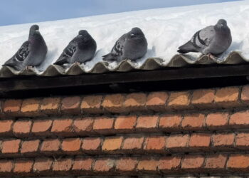 Справится ли Авдотья-Плющиха с сугробами