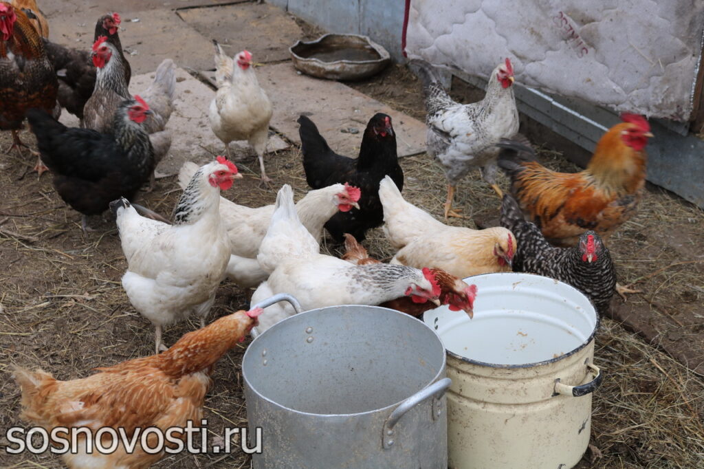 Жители Сосновского округа стремятся выйти на соцконтракт