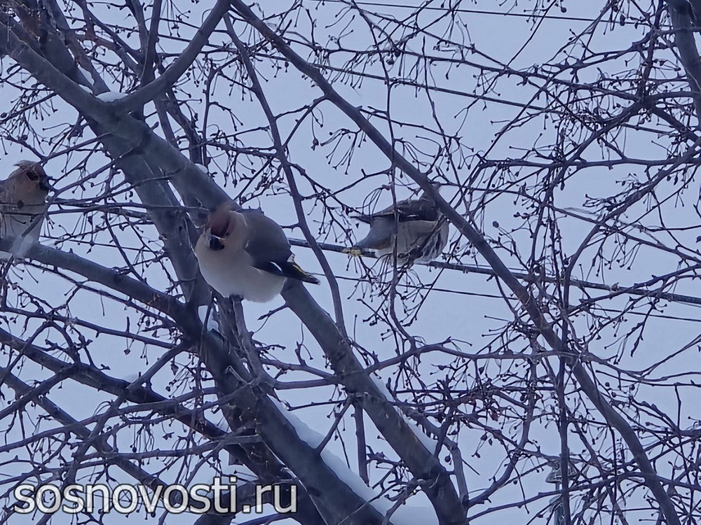 В Челябинской области на 8 марта вместо мимозы красивые снежинки