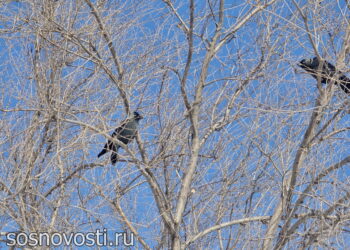 Жителей Сосновского округа ожидает невероятно стабильная теплая погода