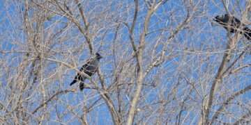 Жителей Сосновского округа ожидает невероятно стабильная теплая погода