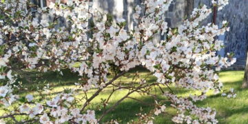 Сегодня – День весны и труда