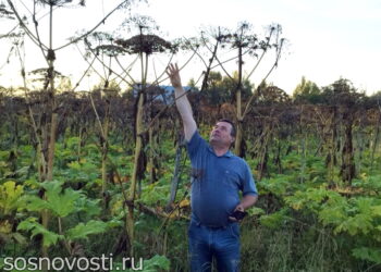 Владельцев земли в Сосновском округе могут оштрафовать за «плохие растения»