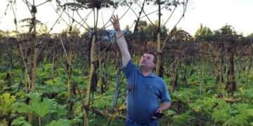 Владельцев земли в Сосновском округе могут оштрафовать за «плохие растения»