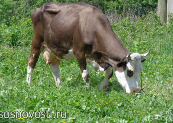 Балалайки, буренки и сеялки: что закладывают жители Челябинской области