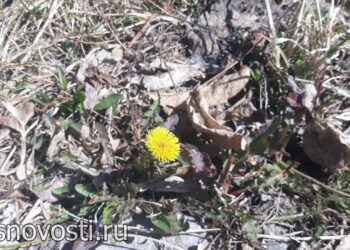 На выходные в Сосновском районе будет тепло, но ветрено