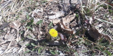 На выходные в Сосновском районе будет тепло, но ветрено