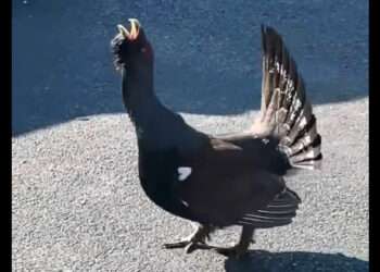 Жителям Больших Харлушей удалось увидеть ток глухаря