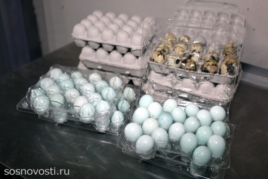 Мечтайте и все сбудется: в Сосновском округе работает перепелиная ферма