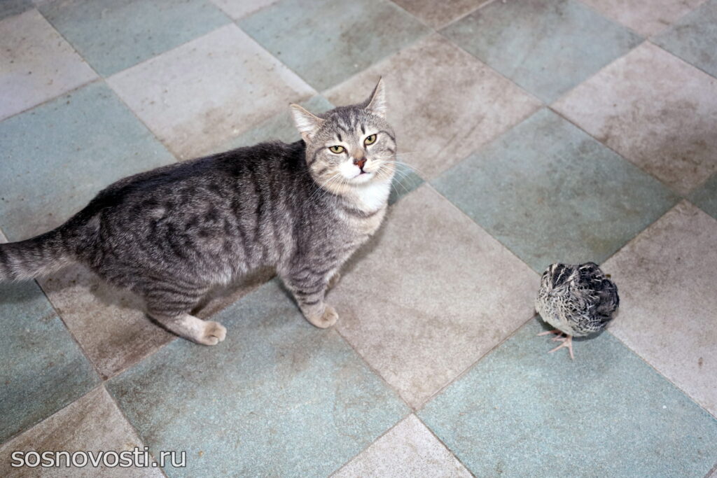 Мечтайте и все сбудется: в Сосновском округе работает перепелиная ферма