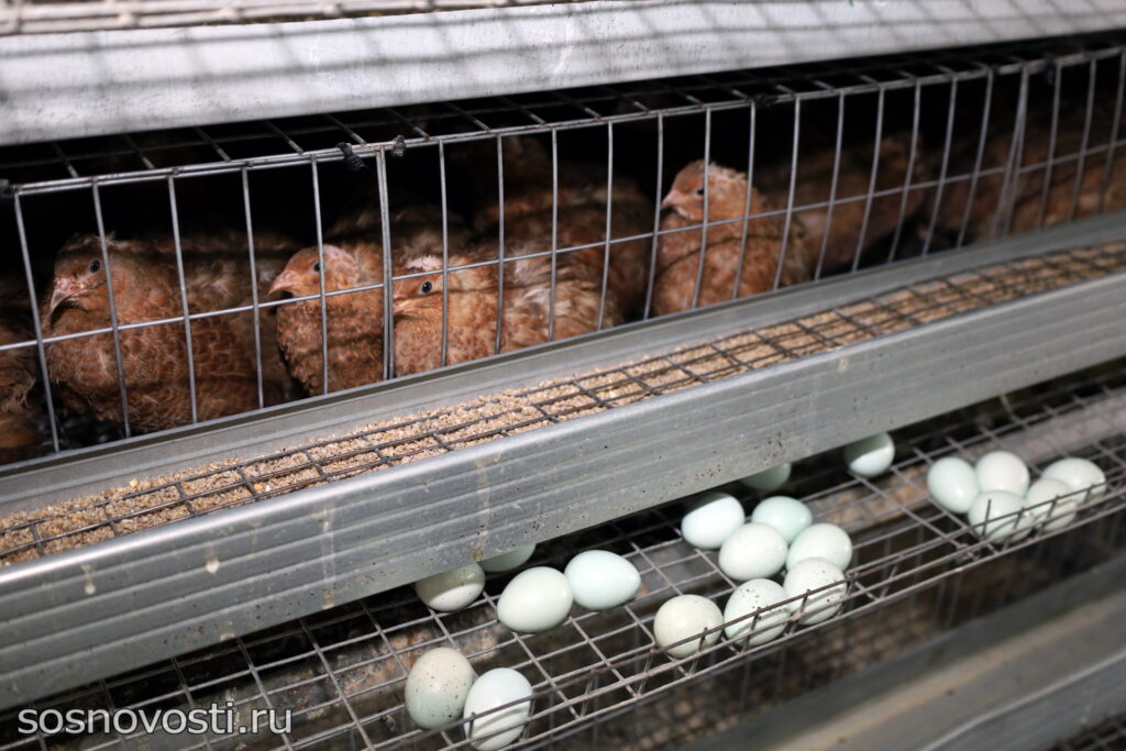 Мечтайте и все сбудется: в Сосновском округе работает перепелиная ферма