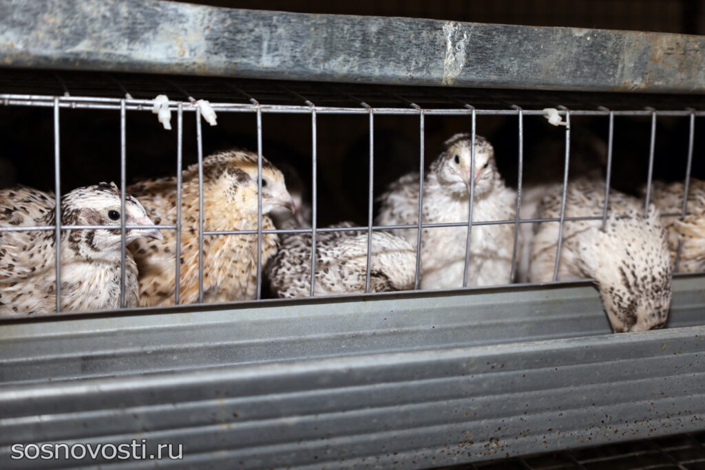 Мечтайте и все сбудется: в Сосновском округе работает перепелиная ферма
