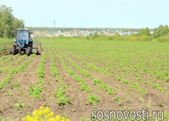 Аграрии могут получить поддержку на картофель и овощи