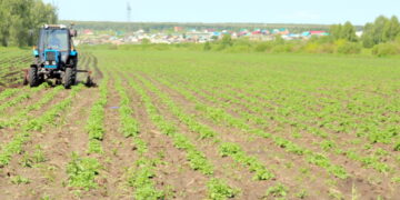 Аграрии могут получить поддержку на картофель и овощи