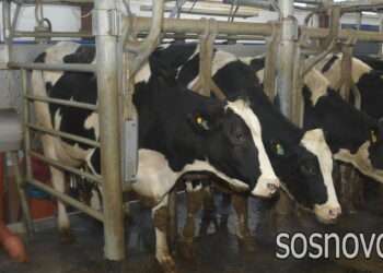 Есть инвестиции – есть эффект: в животноводстве отмечен рост производства