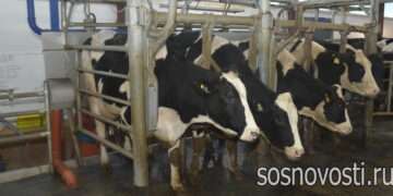 Есть инвестиции – есть эффект: в животноводстве отмечен рост производства