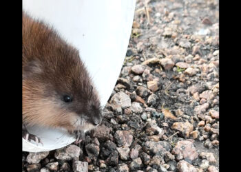 Юные натуралисты из Рощино спасли ондатру