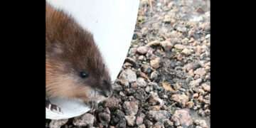 Юные натуралисты из Рощино спасли ондатру