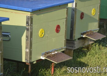 Лучший барометр – домашняя пасека: каким будет лето