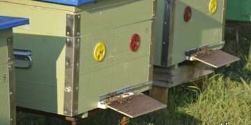 Лучший барометр – домашняя пасека: каким будет лето