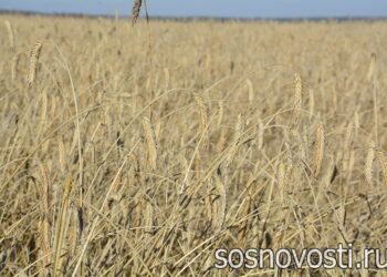 Зерновые в приоритете: аграриям направлены первые субсидии