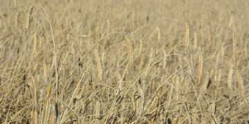 Зерновые в приоритете: аграриям направлены первые субсидии