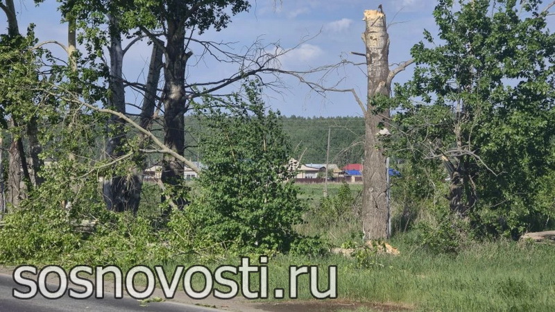 В Ужовке тополя рухнули на автодорогу