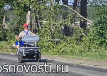 В Ужовке тополя рухнули на автодорогу